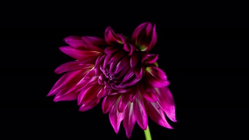 Flor de apertura de dalia morada en Time Lapse sobre fondo negro. Planta floreciente