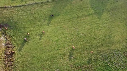 Cattle Grazing Peacefully in Green Rural Pasture