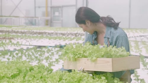 Young asian woman picking vegetables to basket in hydroponic system organic lettuce farm.