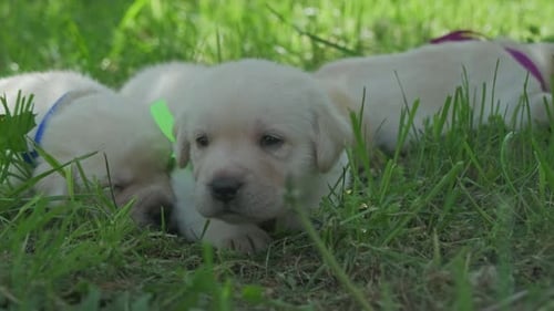 Labrador-Welpen im grünen Gras