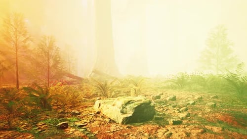 Brume matinale dans la forêt de séquoias géants