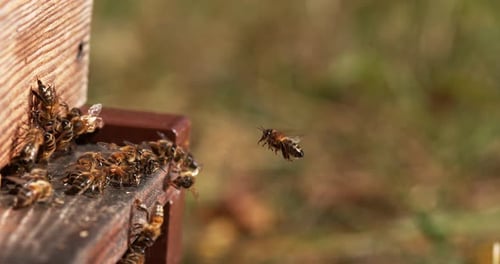 European Honey Bee, apis mellifera, Bees standing at the Entrance of The Hive, Insect in Flight