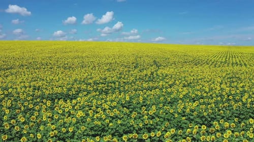 Sunflower Field to Horizon Blue Sky