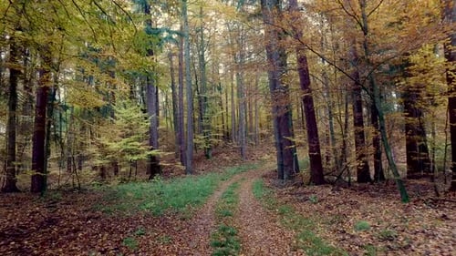 Autumn forest full of trees arranged in a stack in Poland
