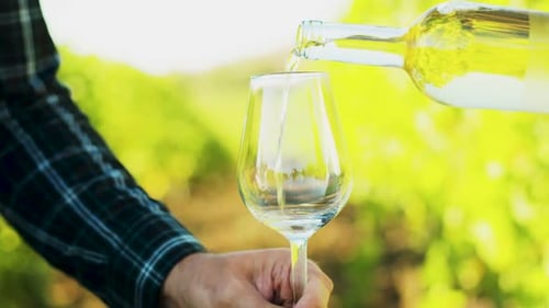 Pouring White Wine in a Glass on a Vineyard Background
