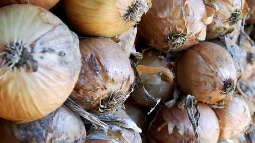 Dry Onion On Wall 3