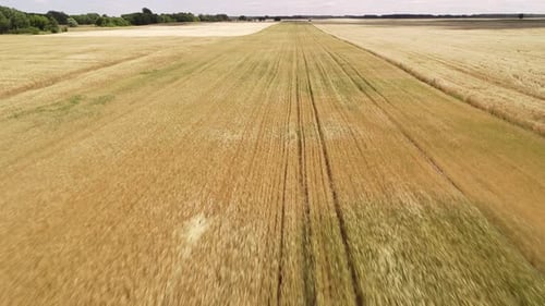 Flight Over a Wheat Field.