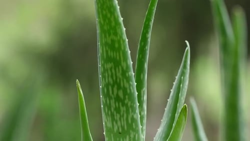 Close Up of Healthy Green Aloe Vera Plant