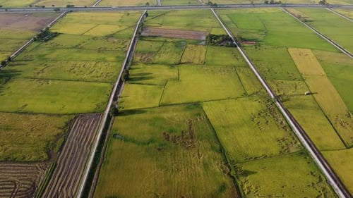 Aerial view yellow reap paddy field