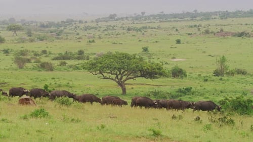 Afrikanische Büffelherde wandert in der Savanne
