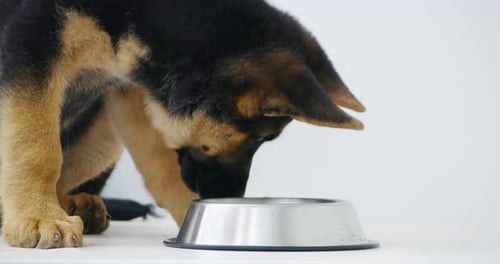 Cute Puppy Eats and Drinks From Bowl Close Up
