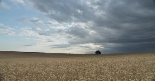 Gelbes Weizenfeld auf einem Hintergrund des Himmels mit weißen Wolken
