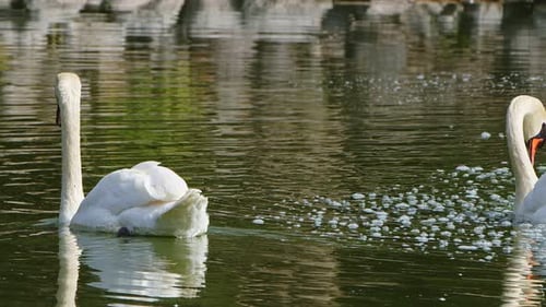 Weißer Schwan im Seewasser 3