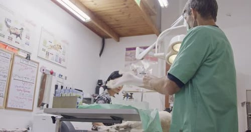 Veterinary surgery - Veterinarian operating a white dog in a pet clinic