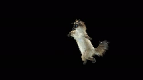 Katze tanzt 4K