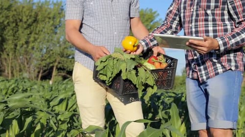 At a vegetable farm, male businessmen analyze the quality of the vegetable harvest using a tablet.