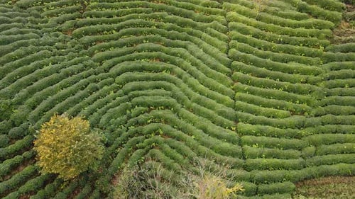 Tea Terraces
