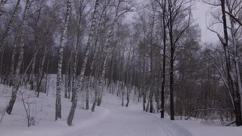 Birch Grove