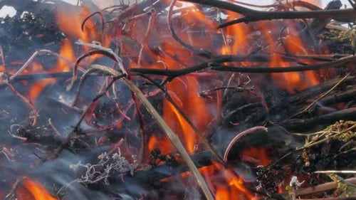 Nature Burns, Bushes, Tree Branches,green Grass, Dry Reeds Burns with a Powerful Flame in a Fraction