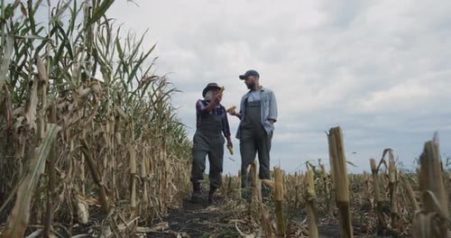 Senior Farmer Showing Corn Field To Successor