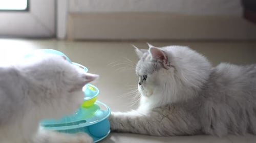 Cute Persian Cats Playing Toy In Living Room