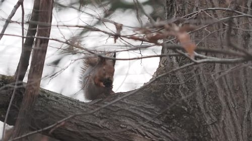 Ginger Squirrel Sits on a Tree Branch . Rodent Eats Something in Autumn Forest.