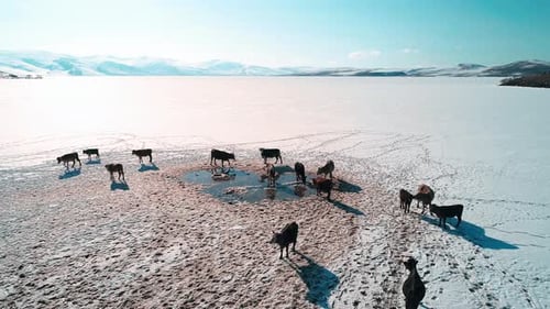 Vie de village et vaches sur le lac gelé