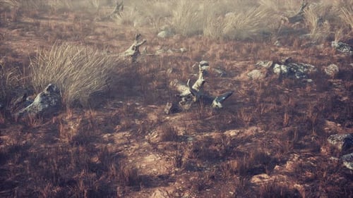 Arid Landscape with Dry Grass and Rocky Terrain