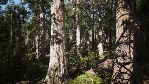 Giant Sequoias Forest of Sequoia National Park in California Mountains