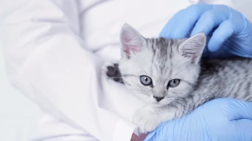 Veterinarian Doctor with Small Gray Scottish Kitten in His Arms in Medical Animal Clinic Close Up
