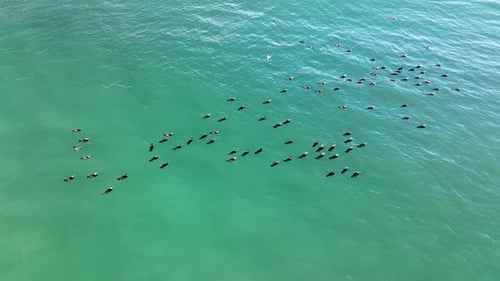 Eine Herde Wildenten schwimmt im Meer Luftbild 4 K