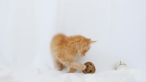 Kätzchen kuschelt mit einem kleinen Ball