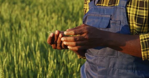 The Farmer Inspects the Harvest in the Wheat Field