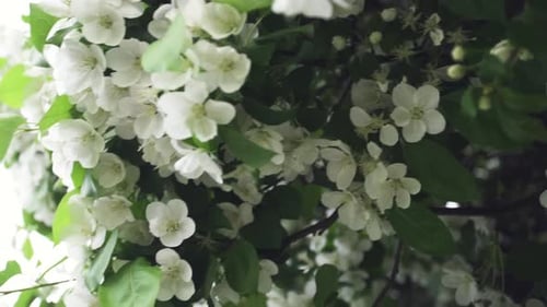 Nahaufnahme für Rabapple Tree In voller Blüte im Stadtpark