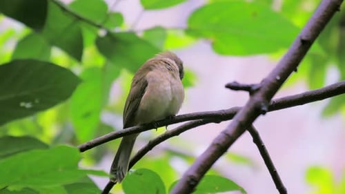 Streak-eared Bulbul bird log on small tree branch.