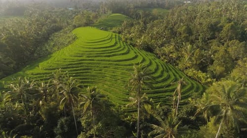 Rice Fields with Agricultural Land in Indonesia