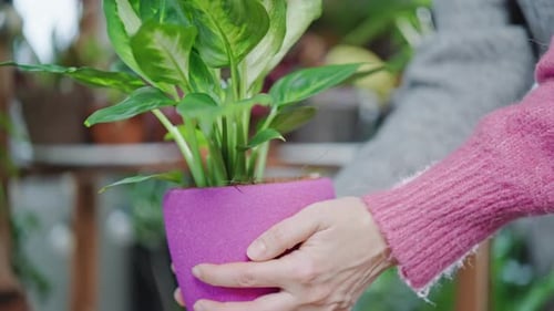 Close Up Worker Florist's Store Holding Potted Plant
