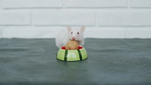 Albino Mouse Eats Walnut Next to Bowl