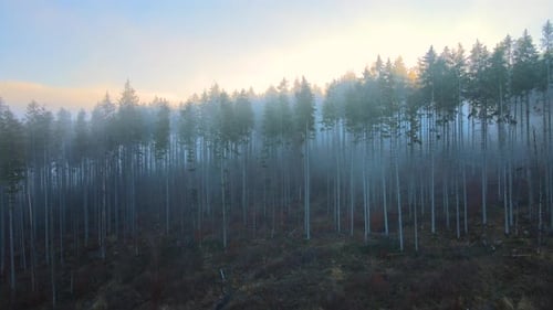 Beautiful Scenery with Light Rays Shining Through Foggy Dark Woods with Evergreen Trees in Autumn