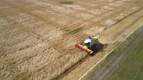 Powerful Combine Works on Wheat Field Leaving Straw Rolls