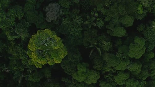 Aerial top down view of tropical forest tree canopy, Amazon forest from above