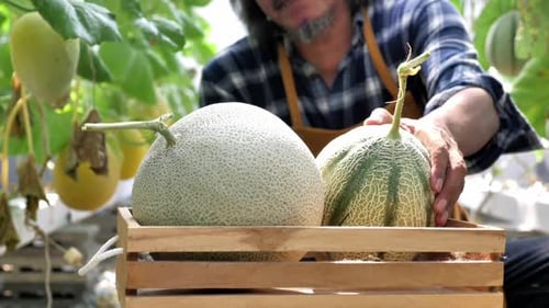 Gärtner erntet Melonen in einer Gewächshausfarm