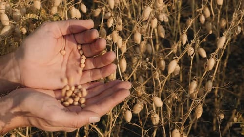 Hands Holding Seeds in a Rural Setting