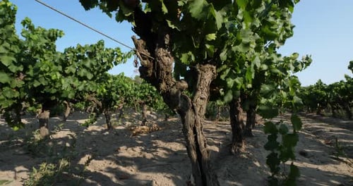 Des vignobles qui poussent dans le sable. Aigues Mortes, département du Gard, Occitanie
, France