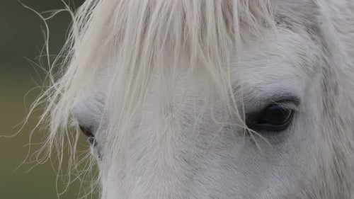 Cara de un poni Welara con melena blanca larga