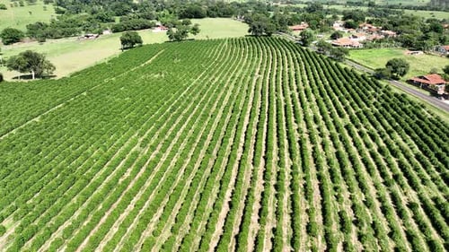 Aerial View of Coffee Plantation Rolling Hills