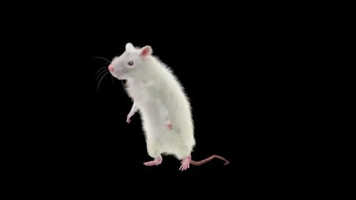 Cute White Rat Standing and Moving Animation