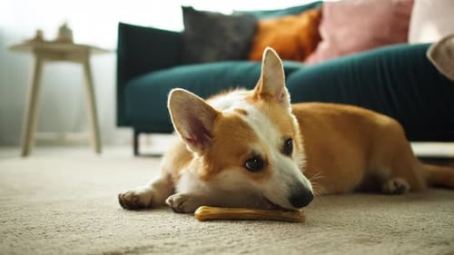 Cute Corgi Puppy Chewing on Treat Indoors