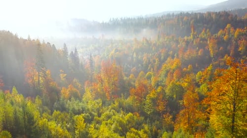 Aerial View of a Bright Autumn Forest on the Slopes of the Mountains in the Fog at Sunrise