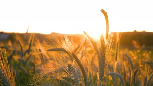 Wheat Field at Sunset with Golden Light
